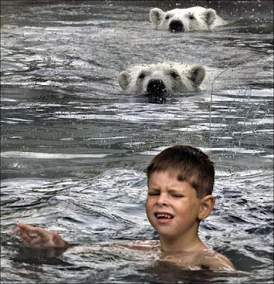 Swimming with Polar Bears | Shocking Polar Bear Photos Seen On www.coolpicturegallery.us