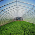 Cara Membuat Greenhouse Supaya Hasil Pertanian Melimpah