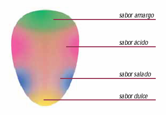 ubicación de las papilas gustativas