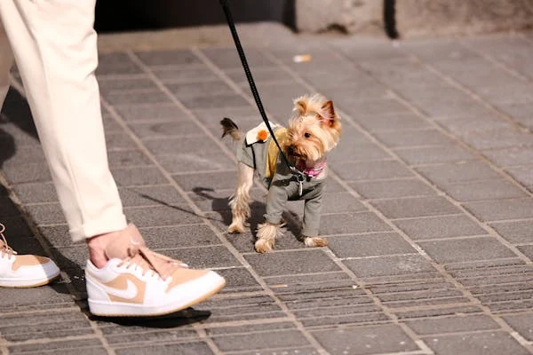 Some types of dogs that are susceptible to hip dysplasia-3