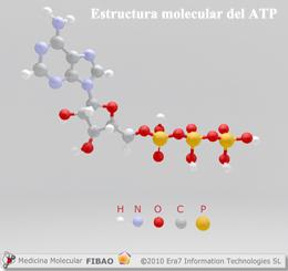 Estructura molecular del ATP