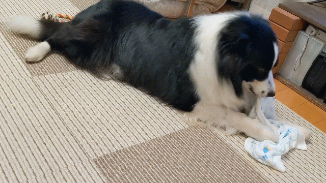 保護犬 ボーダーコリー トーマ