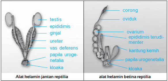 Gambar Bagian Reproduksi pada Ikan, Katak, Reptil, Burung, dan Mamalia