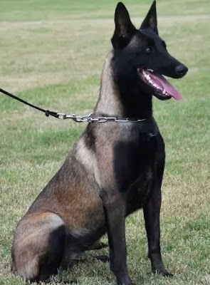 كلب مالينوا - المالينو كلب حراسه البوليسي الأول في العالم معلومات صور وفيديو