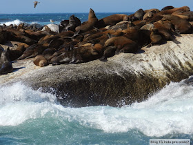 passeio para ver focas em Hout Bay