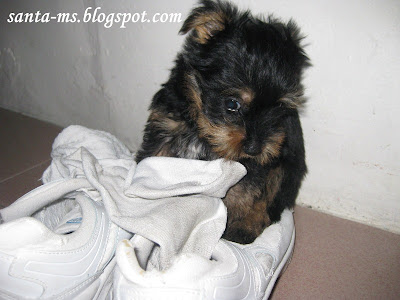 Silky-Terrier