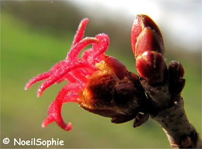 Fleurs d'érable argenté