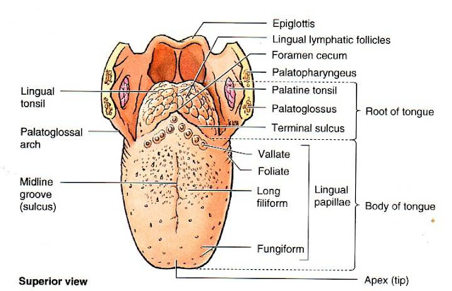 https://blogger.googleusercontent.com/img/b/R29vZ2xl/AVvXsEjNhhdEx57TW2nT46J4S3K3y4SmpwTyKh5cYWfaLTzg-Fr50cHBMLuzxuJTzjhyphenhyphenMHHBSOymuSGbnkeOypkS_GiBvpliSpXeZNvexoPf6hmOnstB0lHAPoAIwRghllnreuHYHbvdQVoG12R6/s1600/Tongue.jpg
