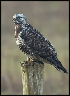 busardo calzado Buteo lagopus