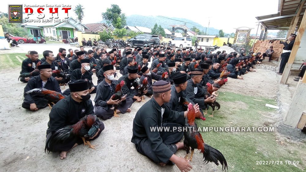 Tes Ayam Jago Calon Warga Baru PSHT di Padepokan Cabang Lampung Barat Tahun 2022