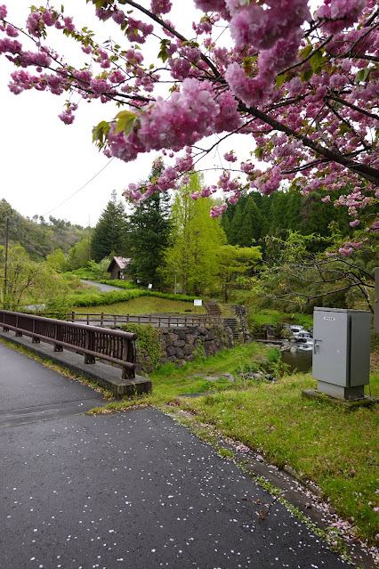 鳥取県西伯郡伯耆町小林 マウンテンストリームきしもと ヤエザクラ（八重桜）