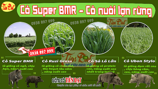 Loại cỏ tốt nhất cho lợn rừng là cỏ sudan lai Super BMR