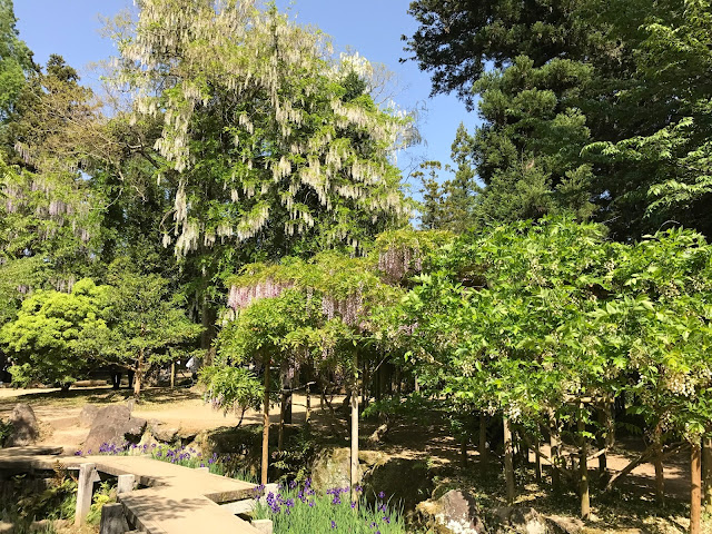 萬葉植物園, 紫藤花