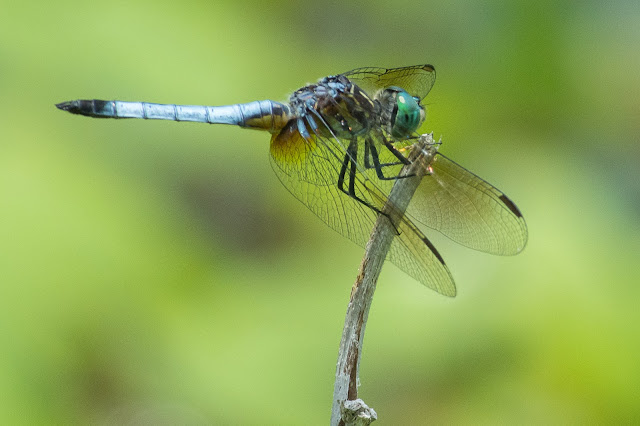 Blue Dasher, Post Oak Park