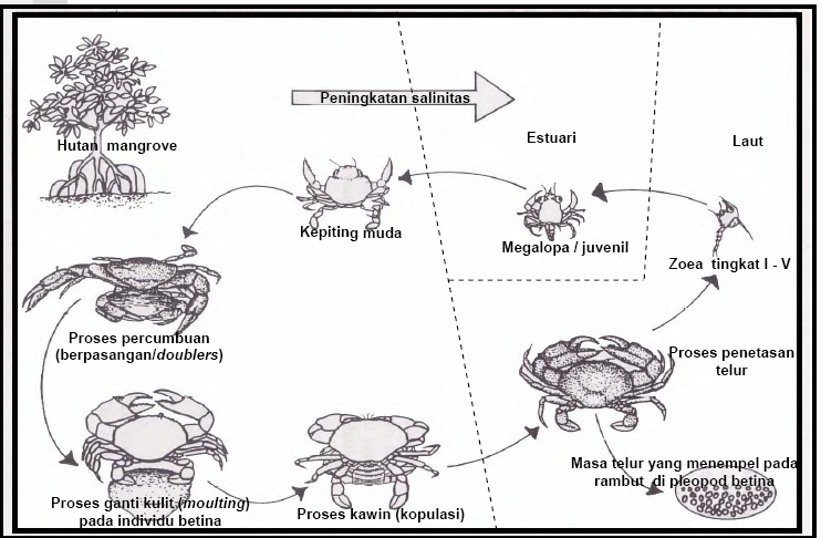 Love is study KEPITING BAKAU