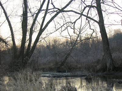 Dawn on a beaver pond