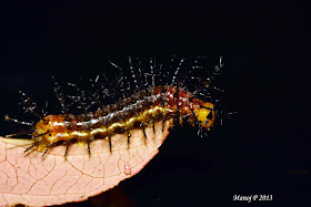 rustic buttefly life cycle