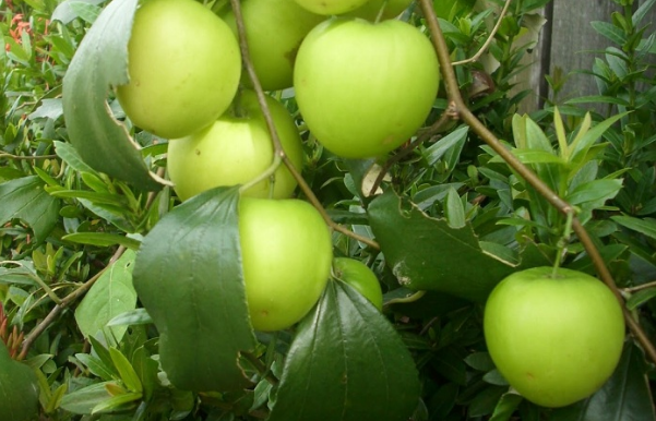 What is Bidara Fruit - Bidara fruit is also known as Jujube fruit