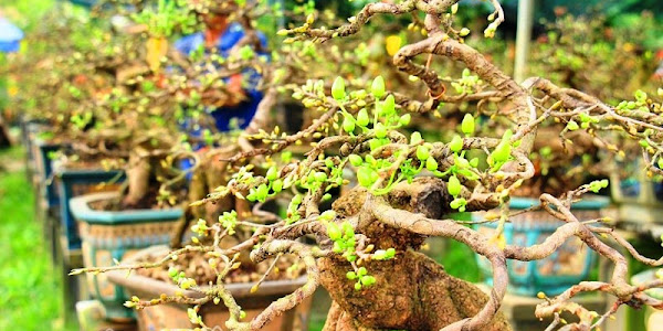 Mãn nhãn ngắm vẻ đẹp “hút mắt” của gốc mai bonsai Bình Định