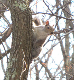 Gray Squirrel