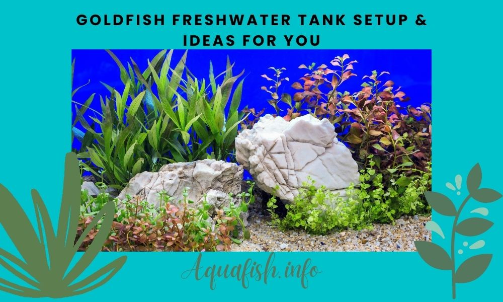 Goldfish Freshwater Tank Setup & Ideas For You