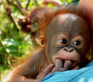 baby orangutan