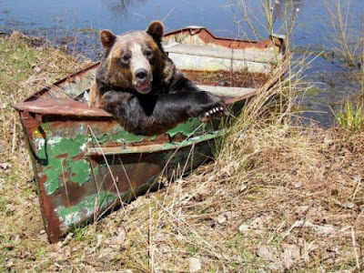 Bear in boat