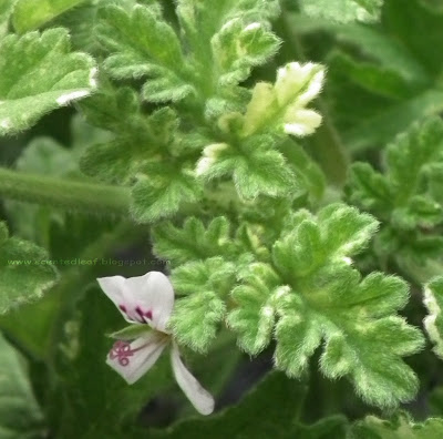  Rose Peacock pelargonium/ geranium flower