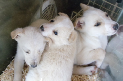 pitbull golden retriever mix puppies. mix of Golden retriever or