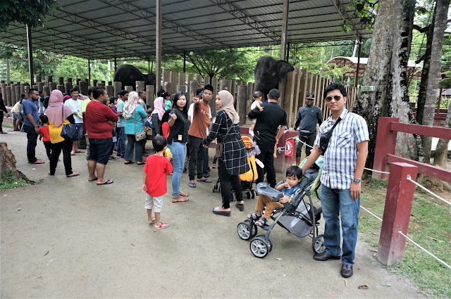 National Elephant Conservation Centre,Kuala Gandah: The Place For Rescued Orphaned Baby Elephants