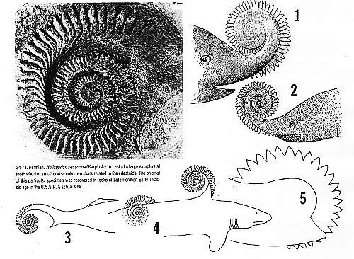 Life Before The Dinosaurs Helicoprion Part 1