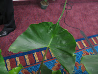 Sting Ray Alocasia