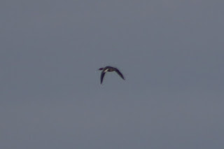 Goosander