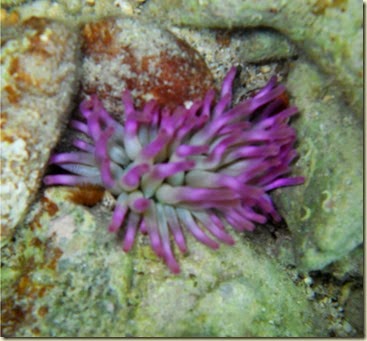 bonaireDSCN0896