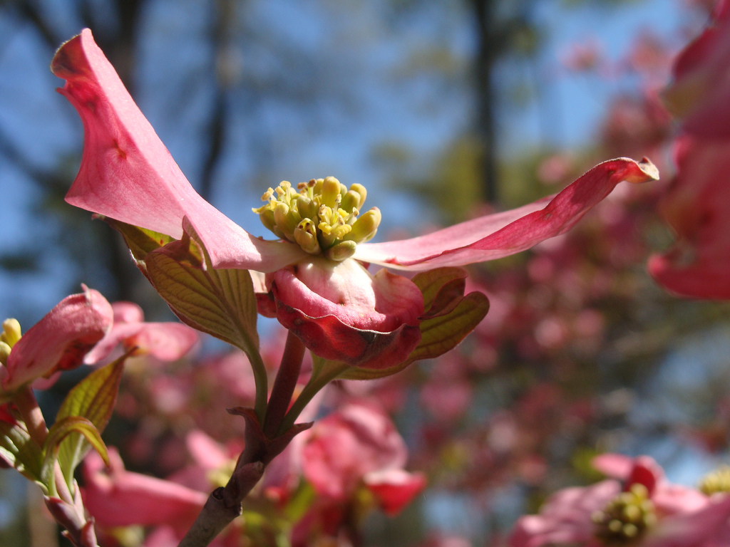 Pink dogwood flowering head, seen from side