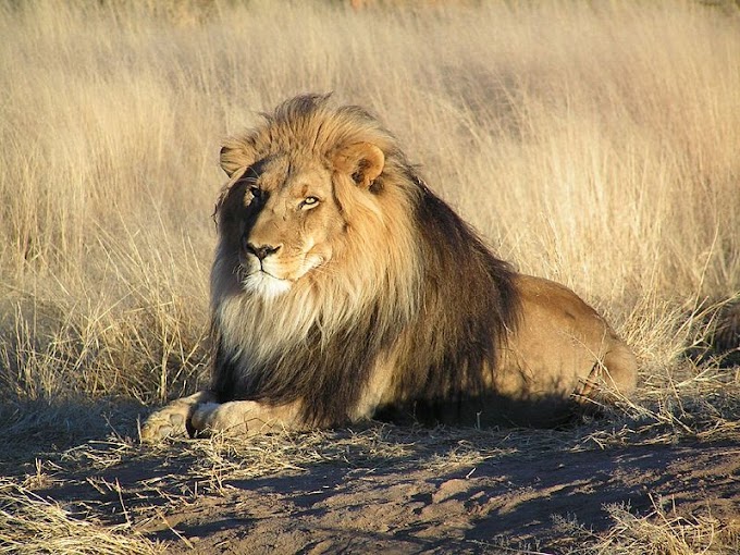 [2020] Some interesting Facts About Lions, Which Will blow your mind 