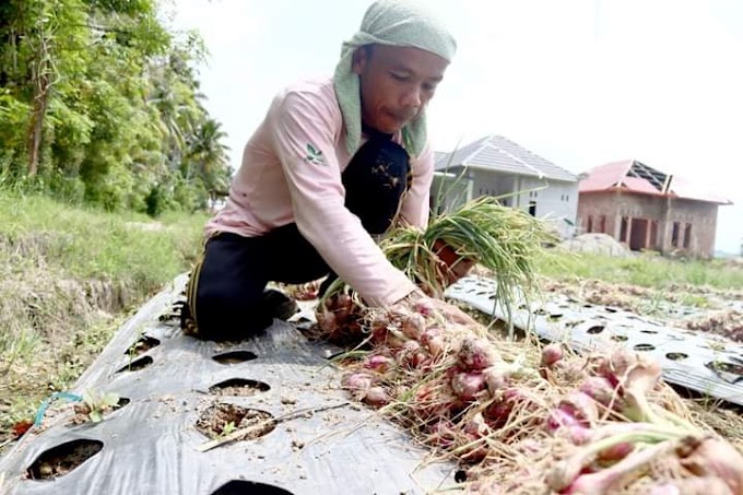 Petani Bawang Merah  Mulai Panen,  Baru Dipasarkan Sekitar Kota Pariaman 