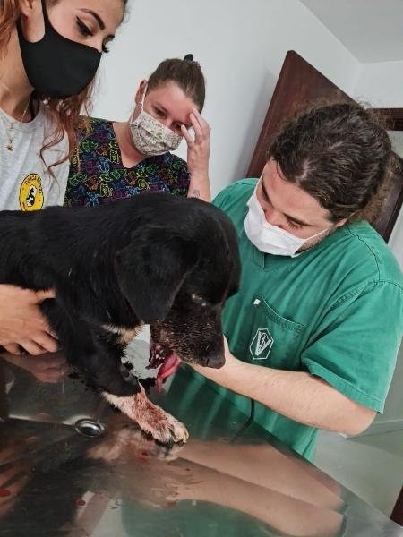  Cão perde parte da boca após rojão ter sido amarrado ao corpo, diz PC