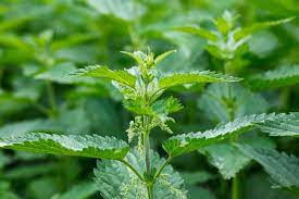 Homemade liquid fertilizer made with stinging nettle