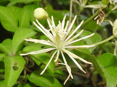 串鼻龍的花