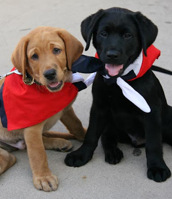 Neutron and Melville, two of the puppies being raised in Texas, wearing Lone Star bandanas.