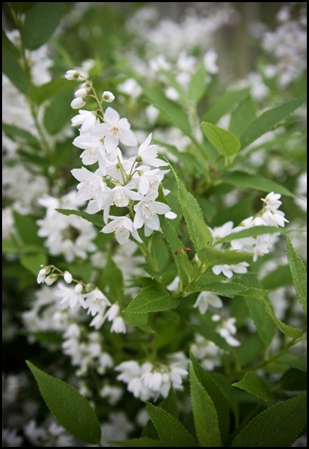White Flowers