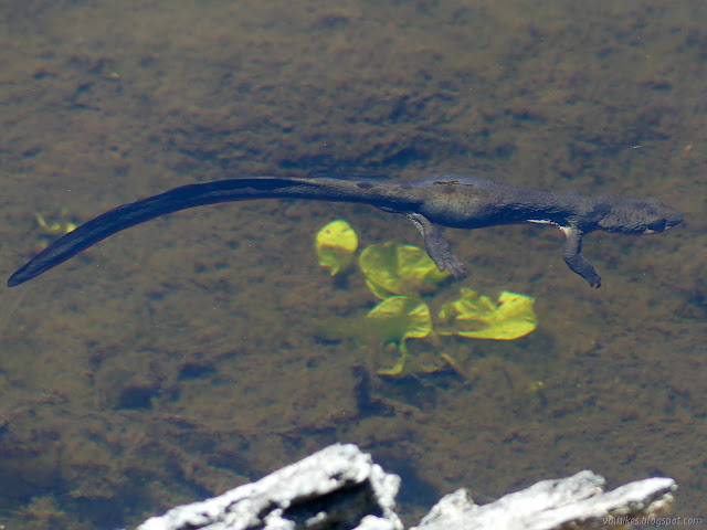 rough skinned newt floating the pond