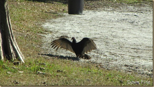 Brevard hot spot hike_021