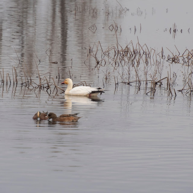 Landscape, birdwatching, ducks, Sacramento, California, National Wildlife Refuge, Ring-necked Ducks, hawks, raptors, Snow geese, Ross Geese, American Widgeon