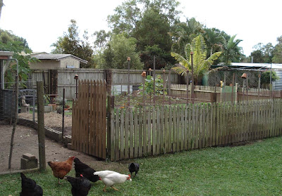 Site Blogspot  Free Vegetable Garden Design Software on Areas   On The Left Is The Chook Pen  Next To That The Vegie Garden