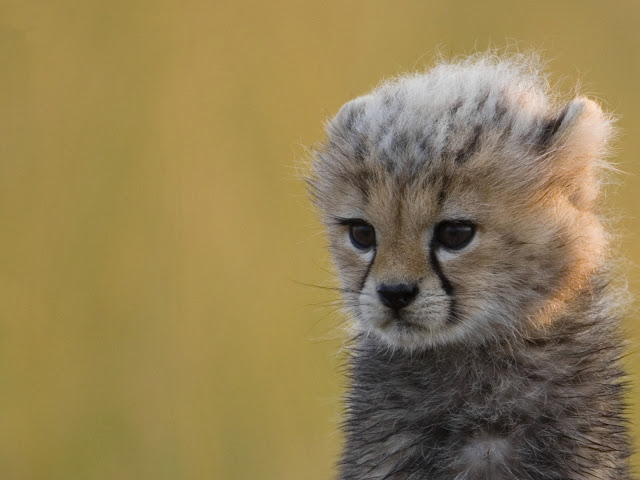 Baby Leopard