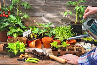Dr. Robert Malone: Construir horta em casa é a chave para vencer a crise alimentar - seja autossuficiente