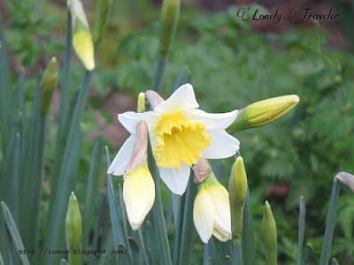 Narcissus, Daffodil