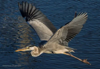 Birds in Flight / Action Photography Workshop - Cape Town